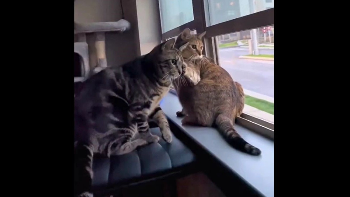 two tabby cats sit on a windowsill.
