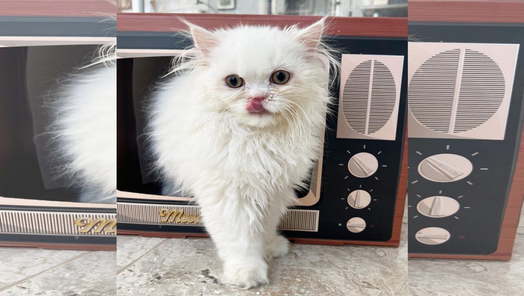 Four month old white kitten with his tongue out