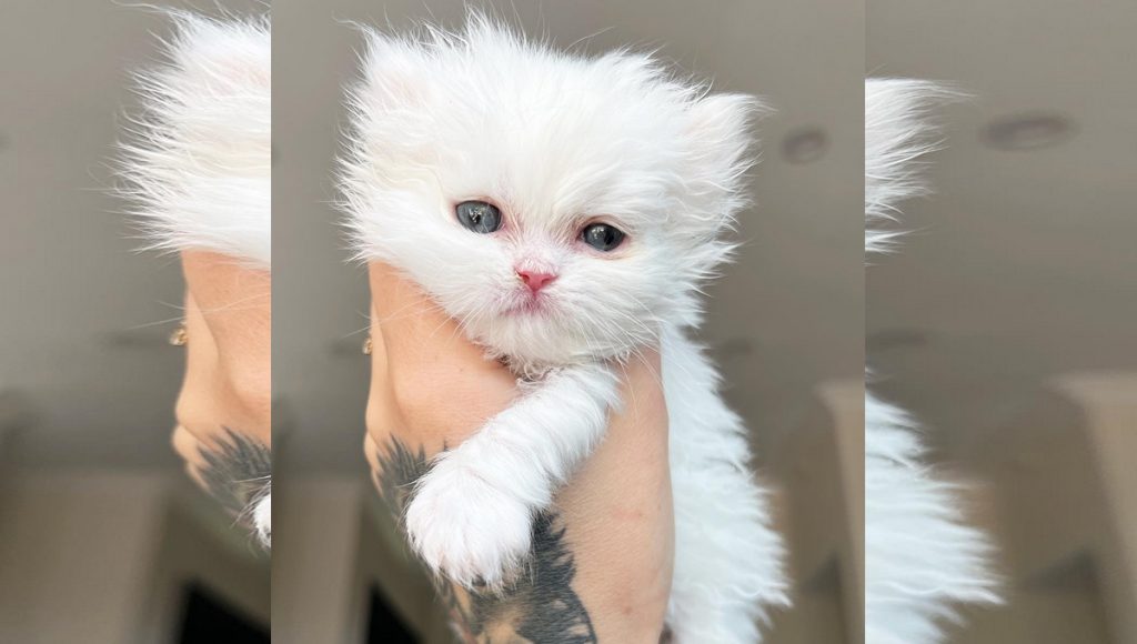 A white kitten at around 4 weeks old.