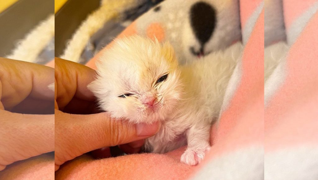 A white two-week-old kitten.