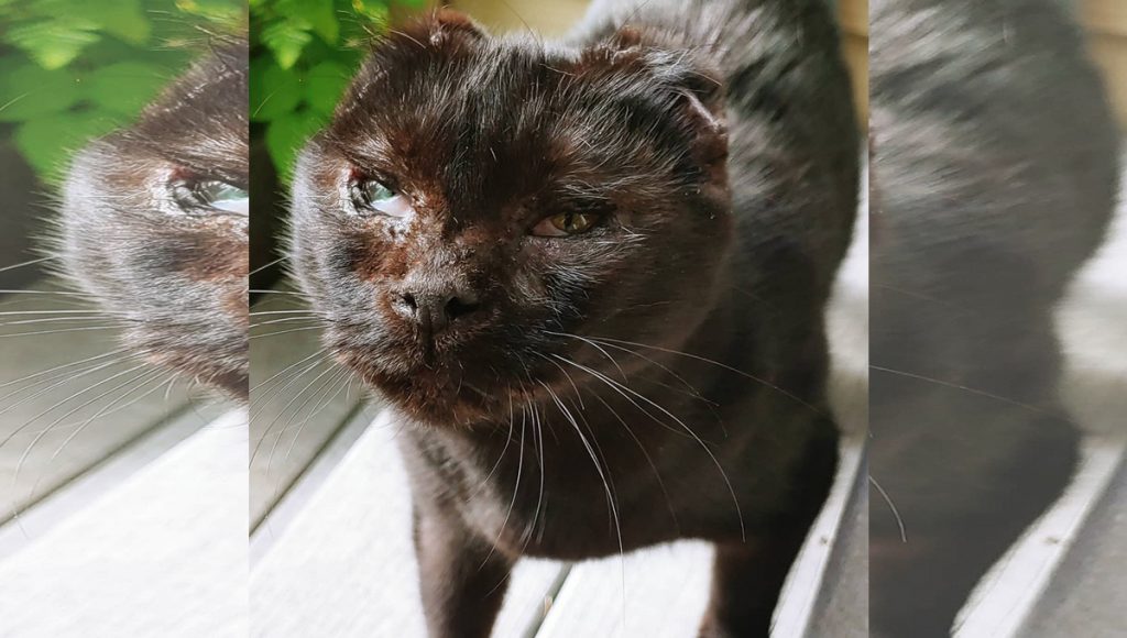 A black cat with no ears.