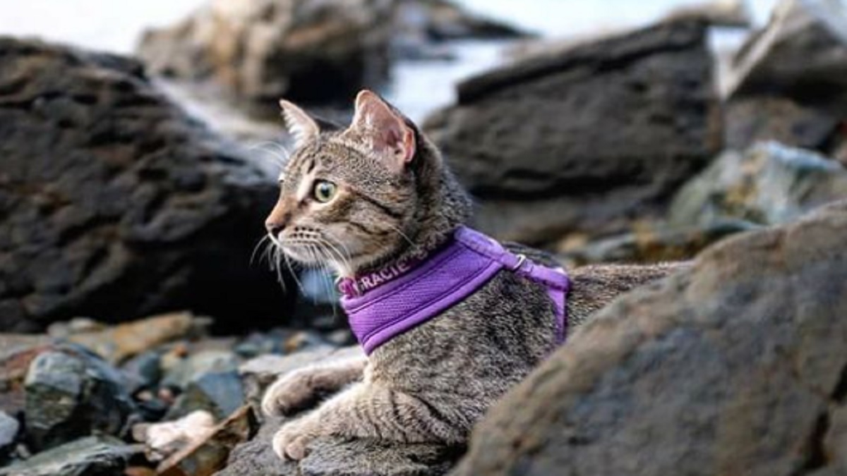 A gray tabby cat wearing purple harness sitting on rocks at the beach shoreline