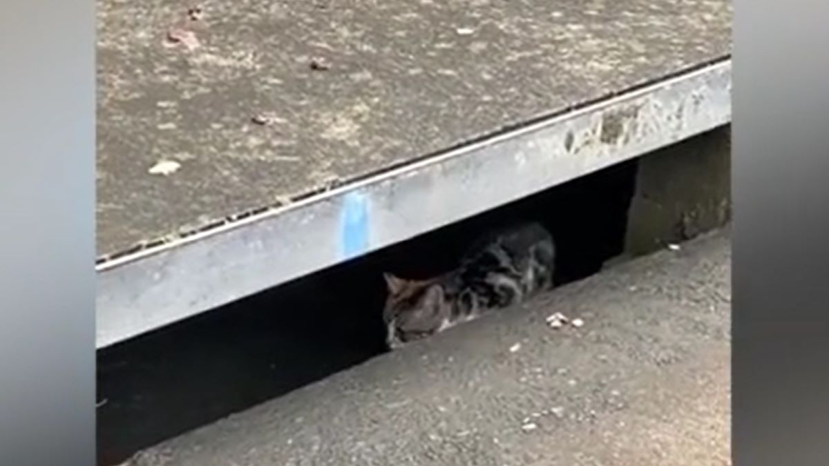A storm drain with a kitten pacing inside of it.