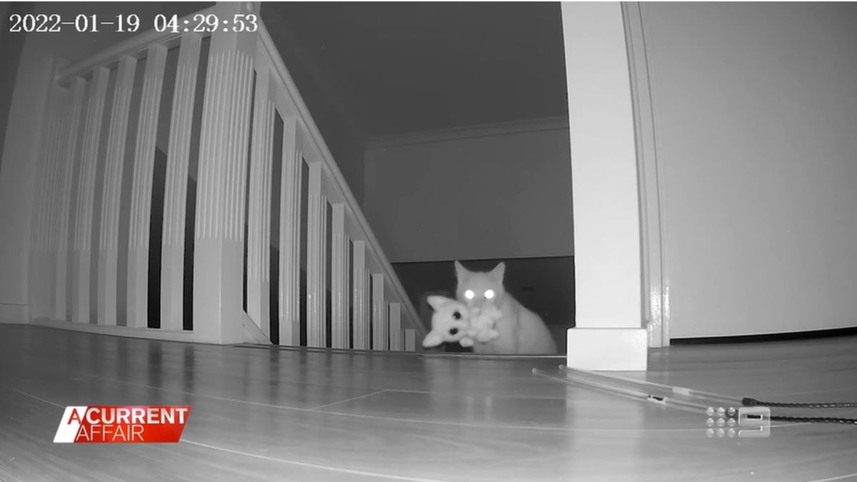 A night vison camera image of a cat climbing a stairs with a toy in his mouth.