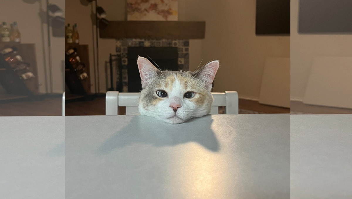 A white cat with orange and brown markings sits in a chair resting her head on the table.