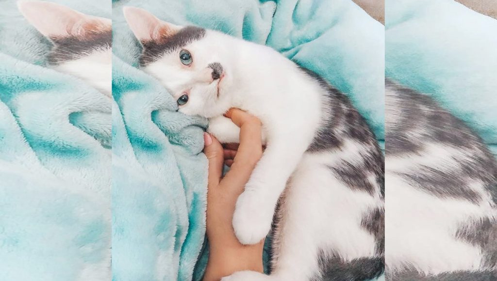 A gray and white kitten laying down holding a person's hand.
