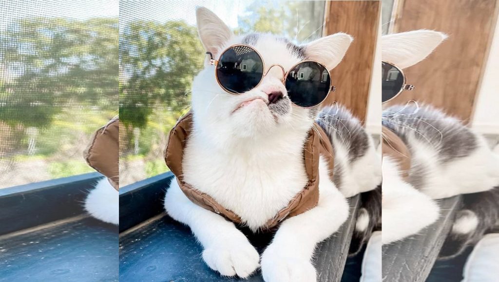 A gray and white kitten wearing sunglasses and a jacket