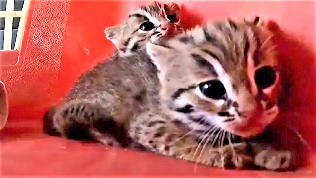 Two rusty spotted wild cat kittens in a red carrier.