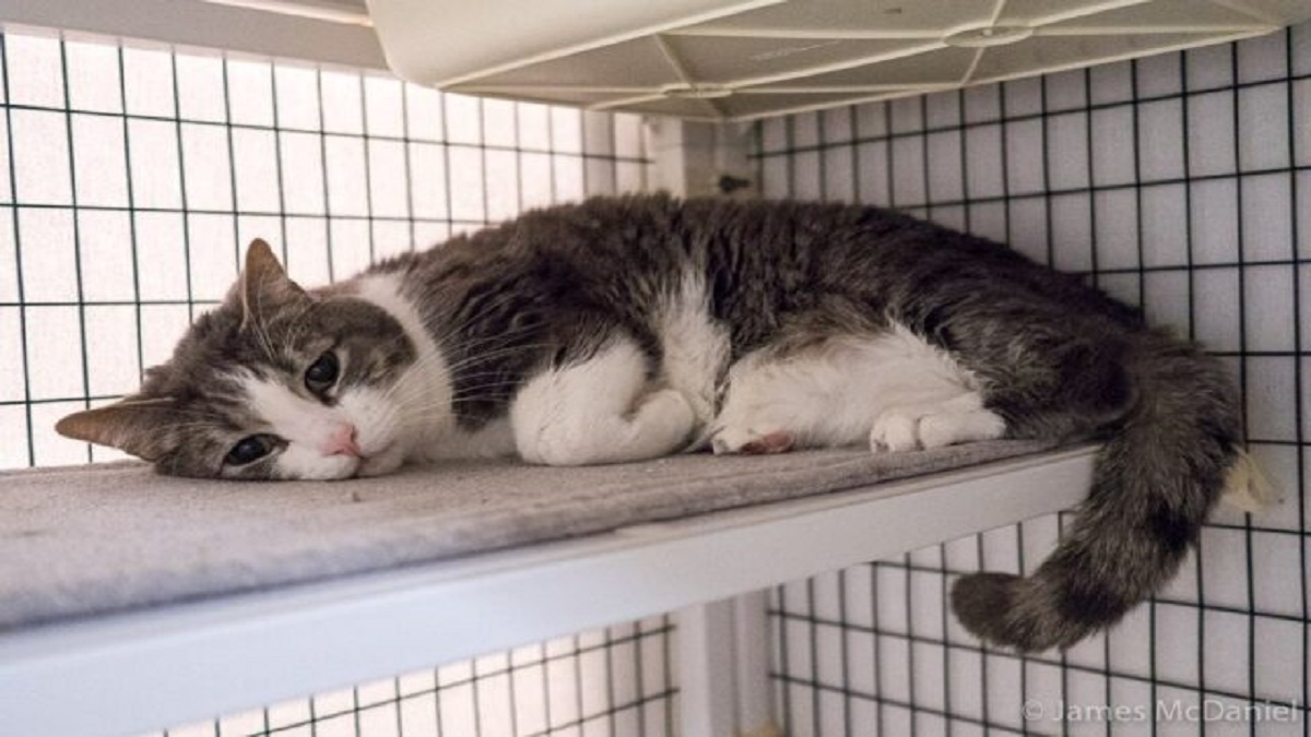 A senior tabby cat lies in cage.