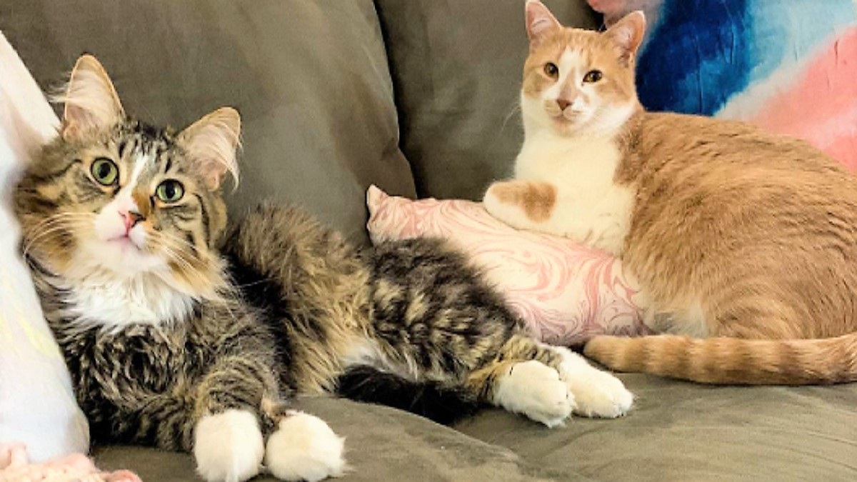 tabby cat and ginger cat sit together on sofa