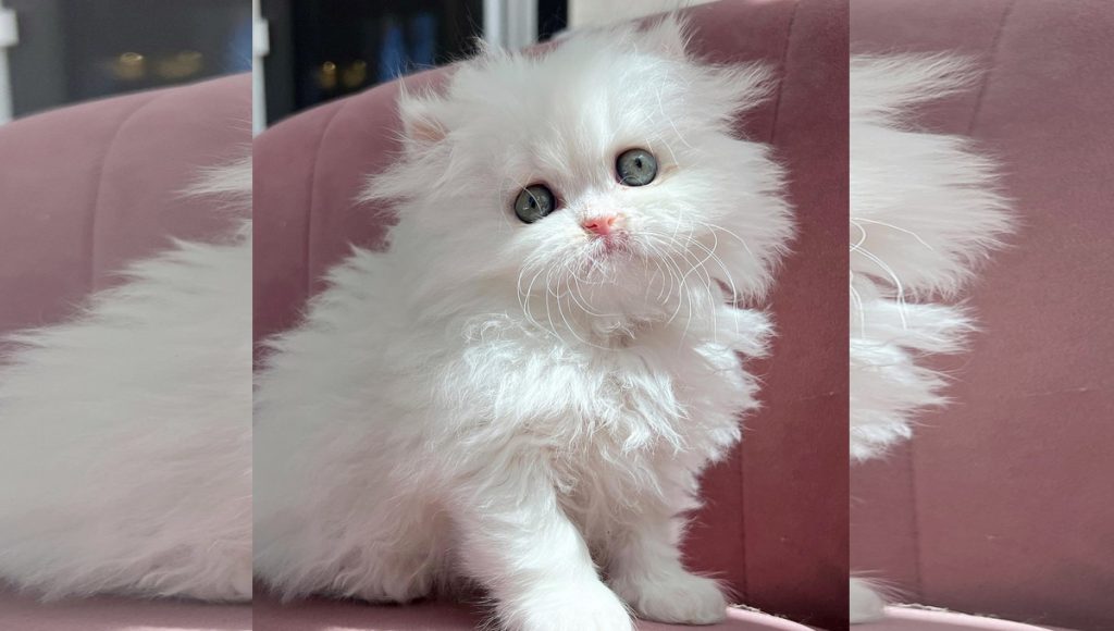 A fluffy white kitten.