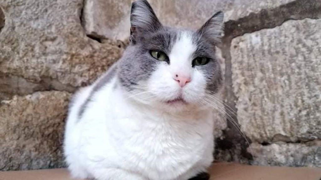 A gray and white cat looking straight at the camera.