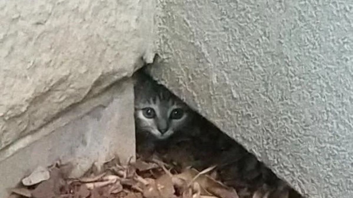 A tiny kitten pokes its head out of a hole in a wall.