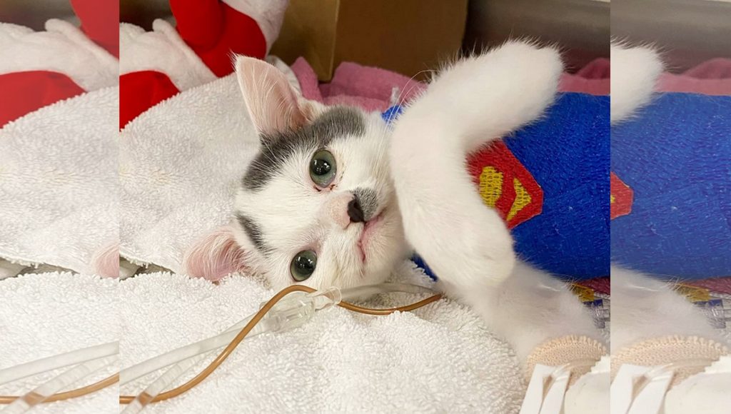 A kitten in a Superman vest lying on his side.