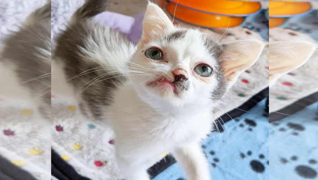 A white and gray kitten with a crossbite.