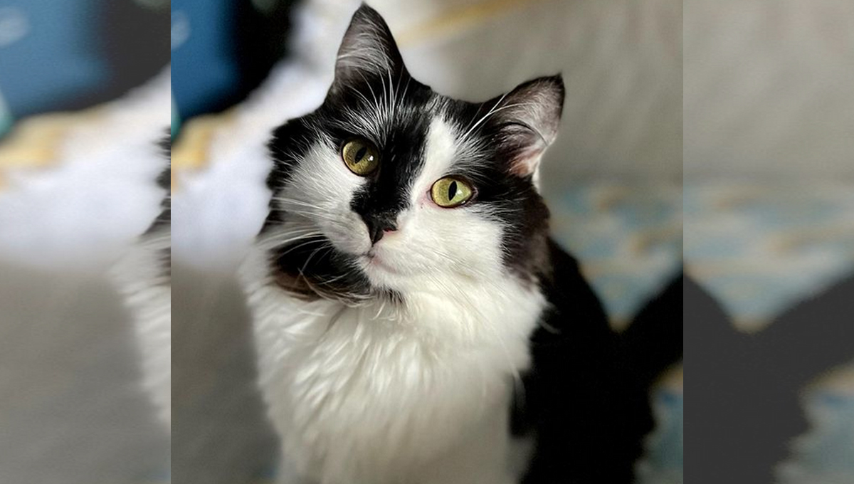 A long haired black and white cat looks up at the camera.