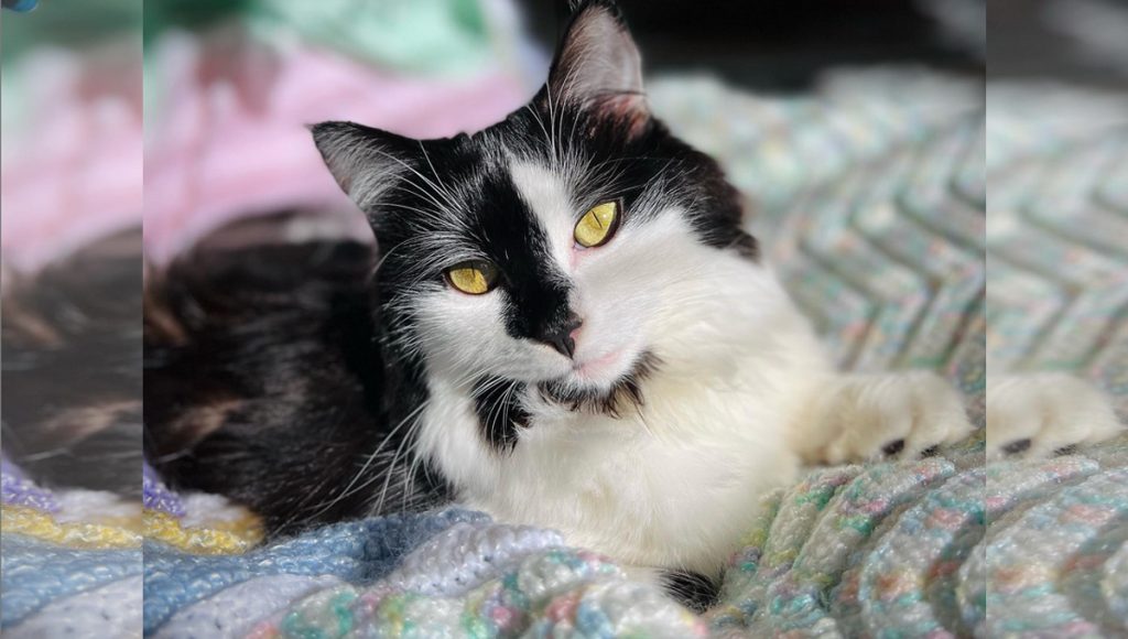 A black and white long-haired cat sits on a blanket