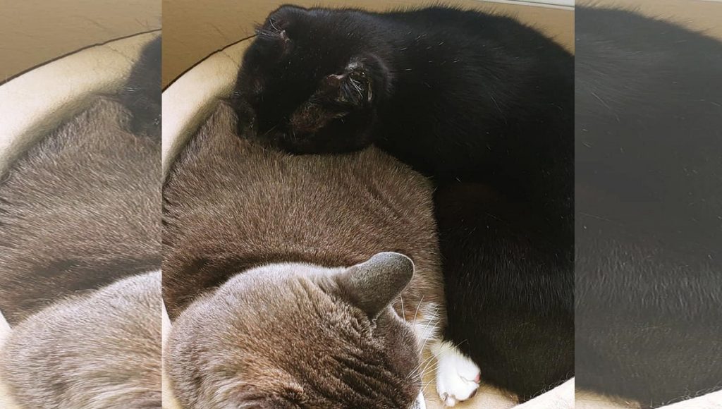Black cat cuddling beside a white and grey cat
