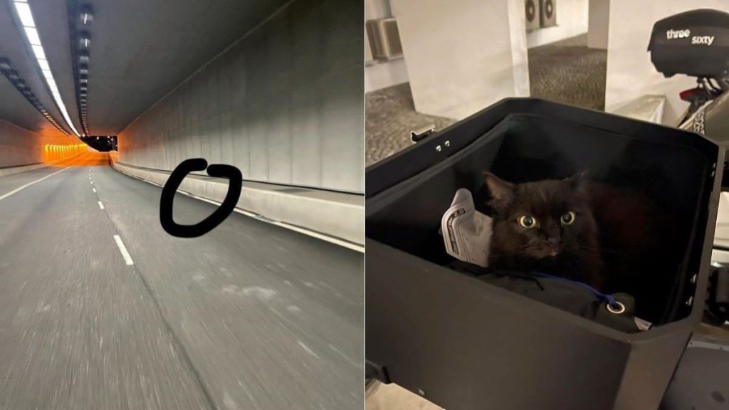 Two images: one of a road within a tunnel and one of a black cat in a box.