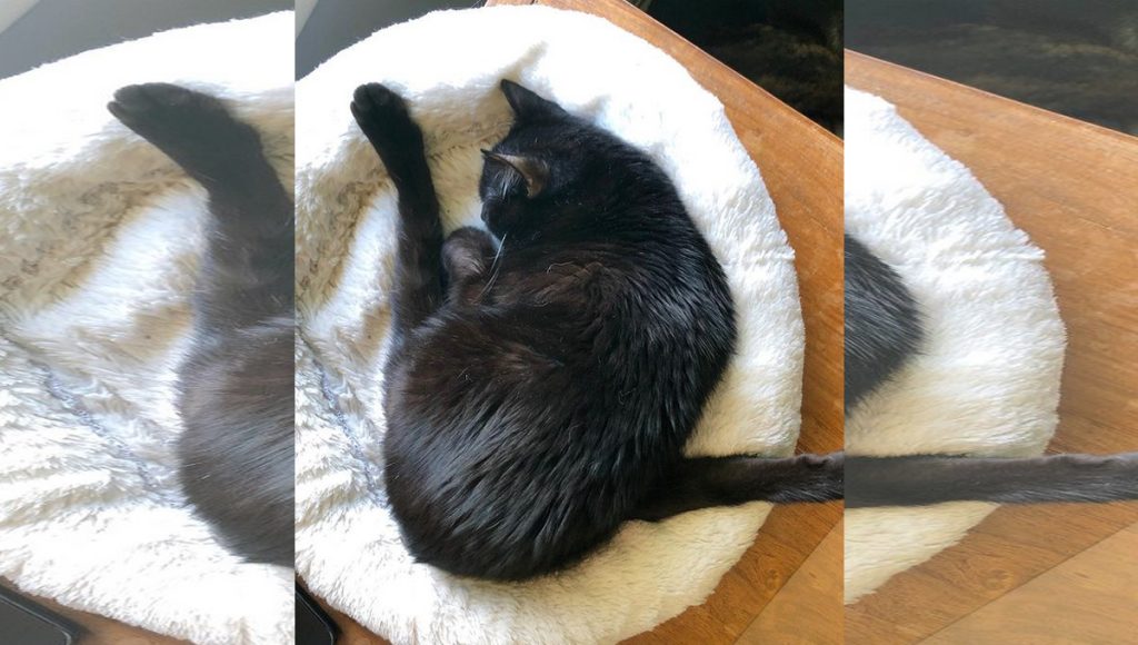 A black cat with immobile back legs sleeping with each back leg on opposite sides of her. 