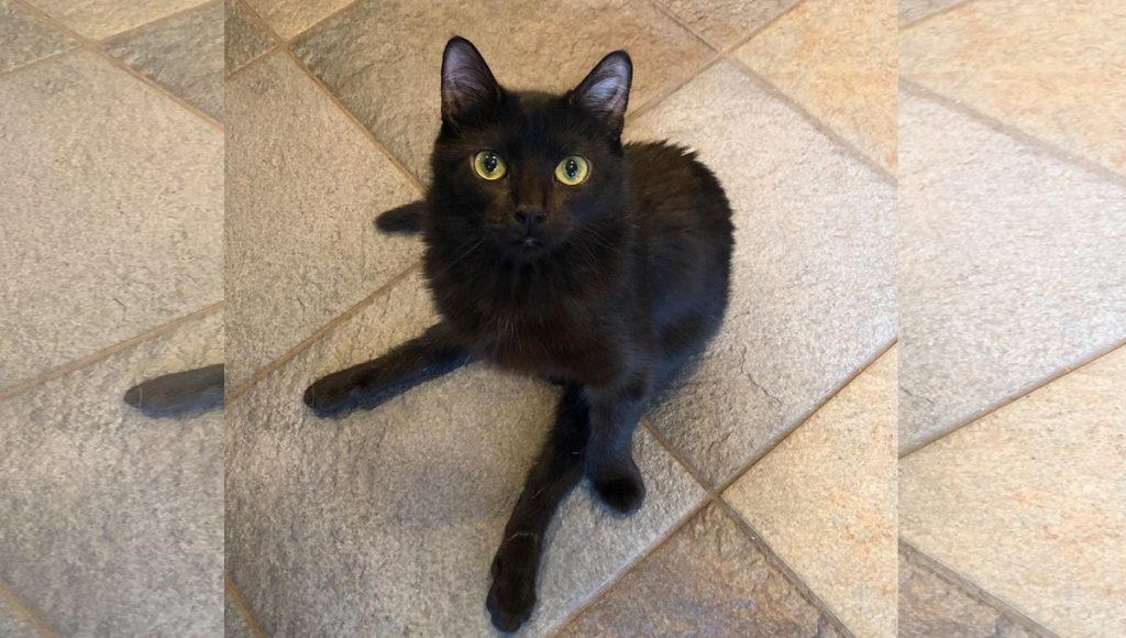 A black cat with immobile back legs sitting on a tiled floor.