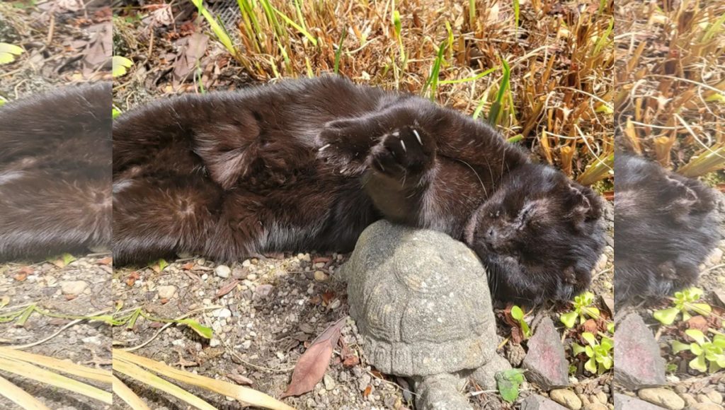 A black cat rubbing against a stone turtle in a garden.
