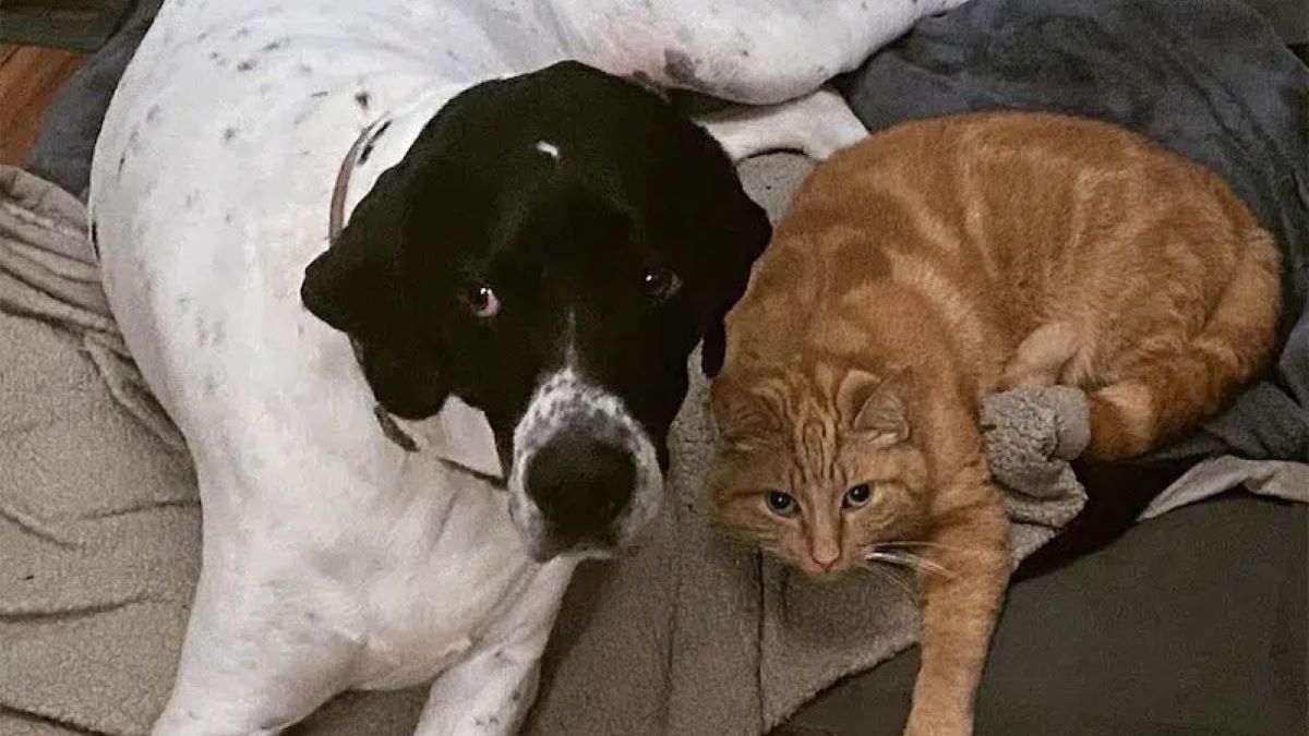 A black and white dog sits beside a ginger cat.