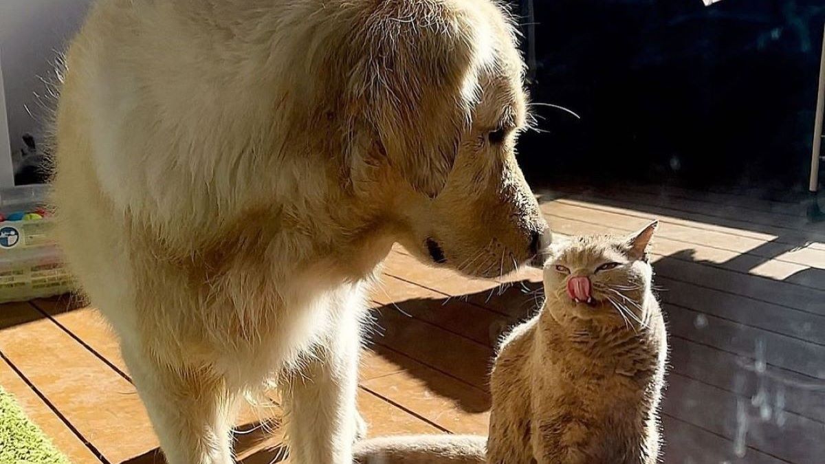 A golden retriever sniffs a ginger cat.