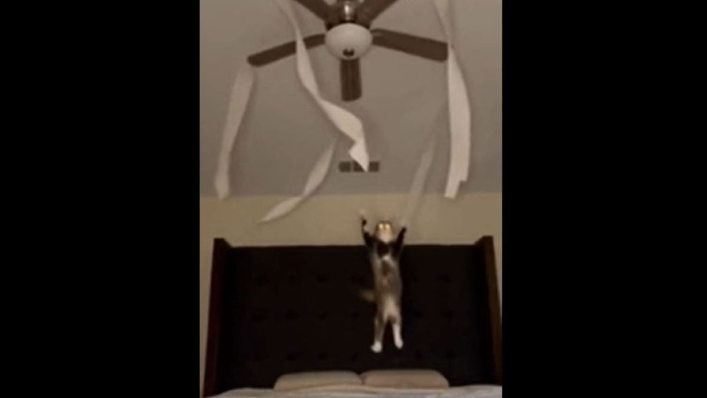 A cat leaps up to catch toilet paper attached to a ceiling fan.