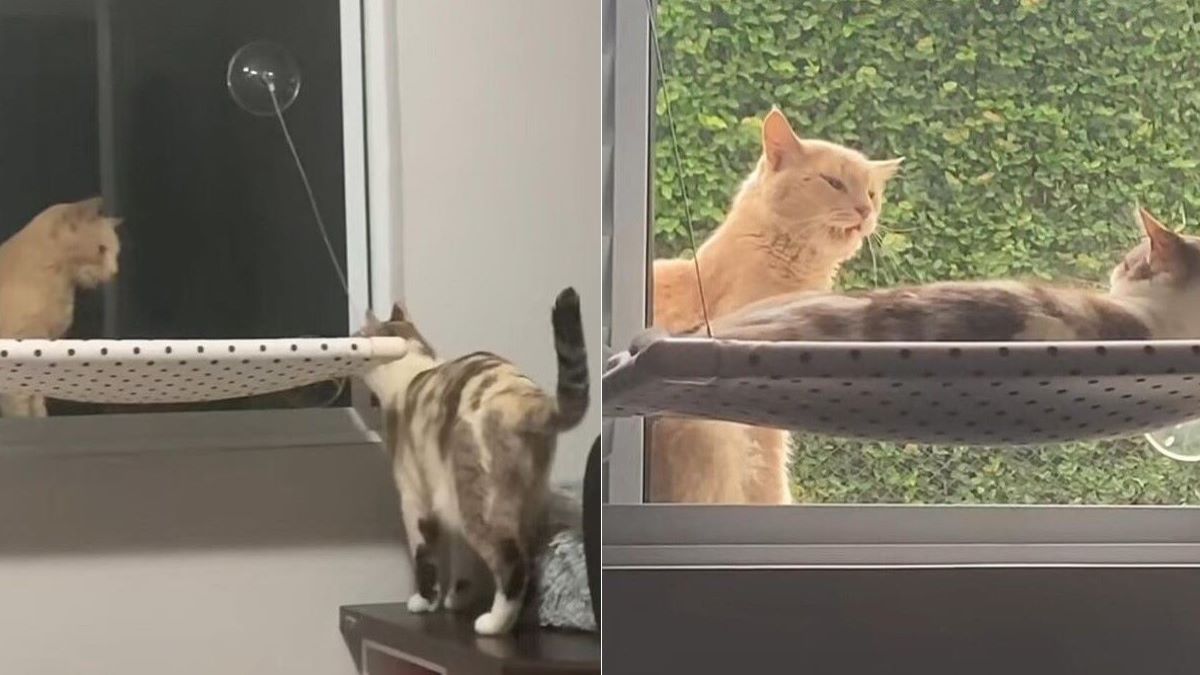 Two images of a ginger looking through the window at a calico cat.
