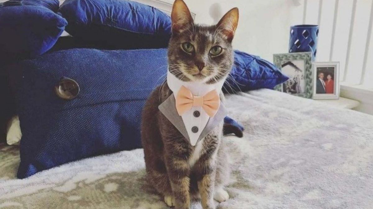 A gray short-haired cat wearing a shirt collar and bowtie.