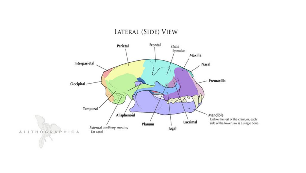 Diagram of a cat's skull with anatomy markers.
