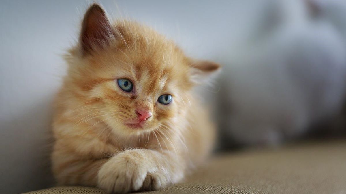A small ginger kitten looks at the camera.