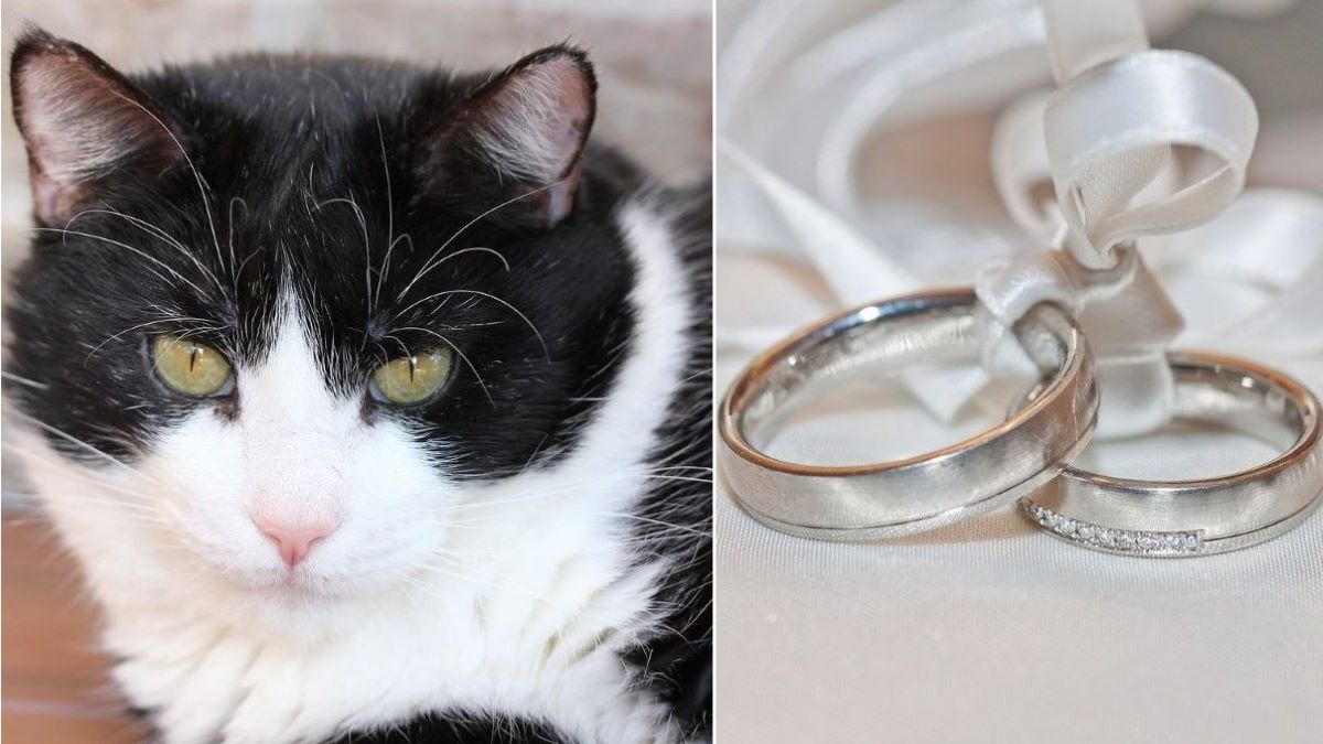 Two images: One of a black and white cat, one of two wedding rings.
