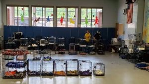 Over 150 cats were rescued from a terrible animal hoarding situation