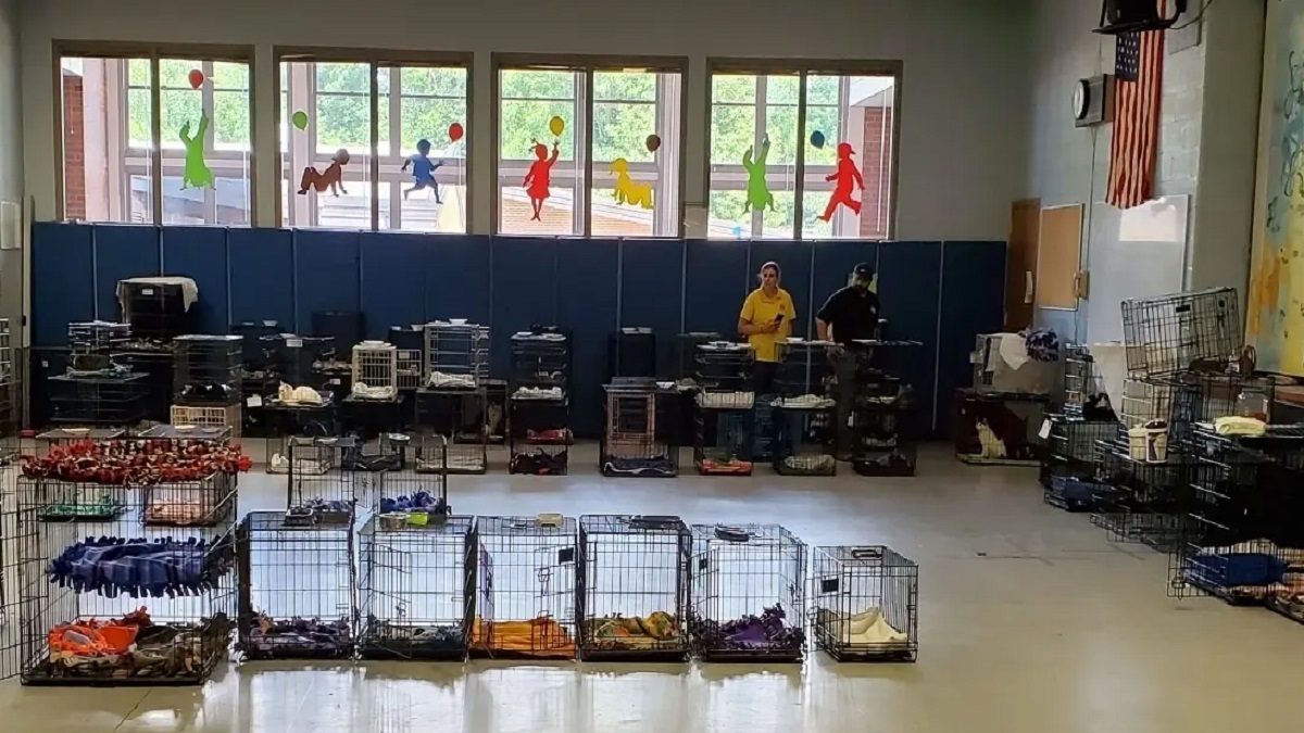 Two people in a school auditorium with cats in cages.