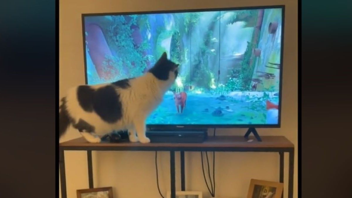 A gray and white cat standing close to a televison screen.