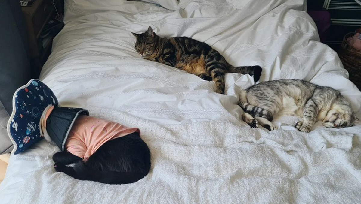 Three cats sleeping on a bed.