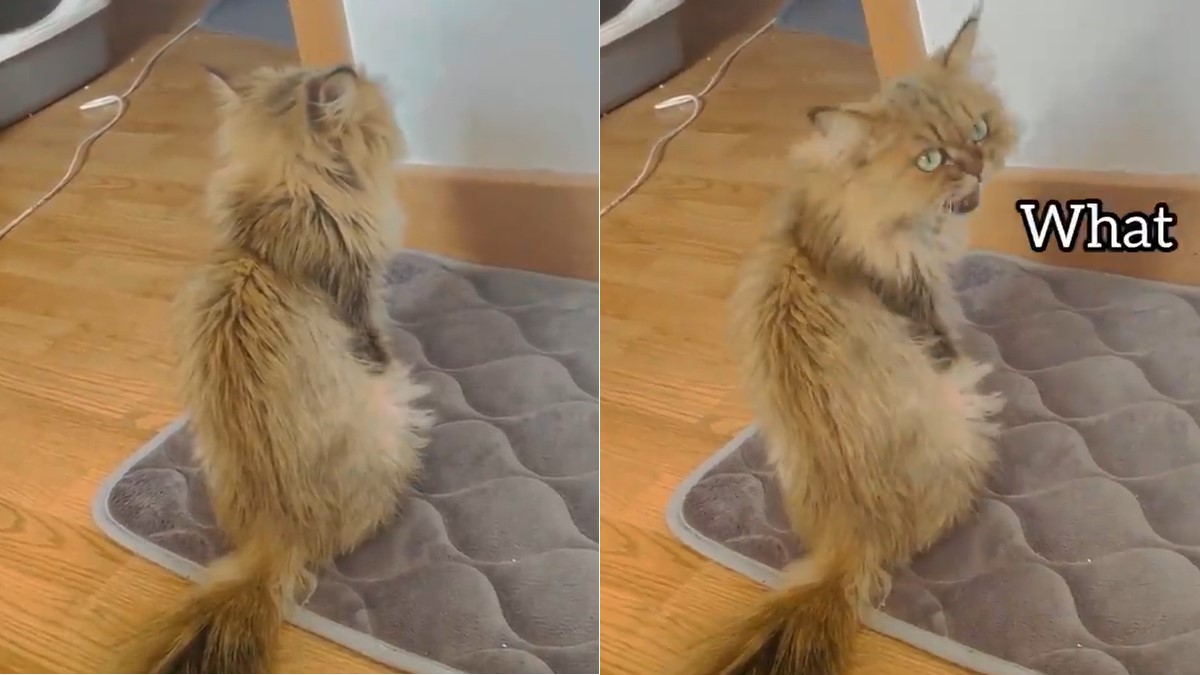 An image of a cat with her back turned, and one of her turning her head.
