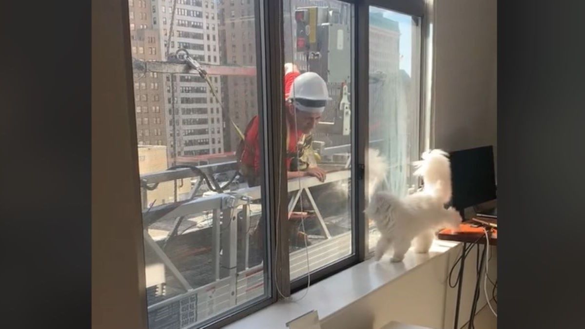 A construction worker is on the outside of a highrise window, while a fluffy white cat is on the other side.