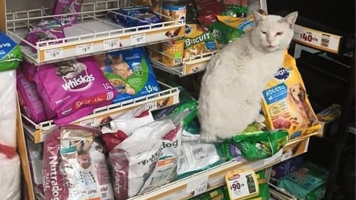 a cat sits on a shelf filled with food packets in a supermarket.