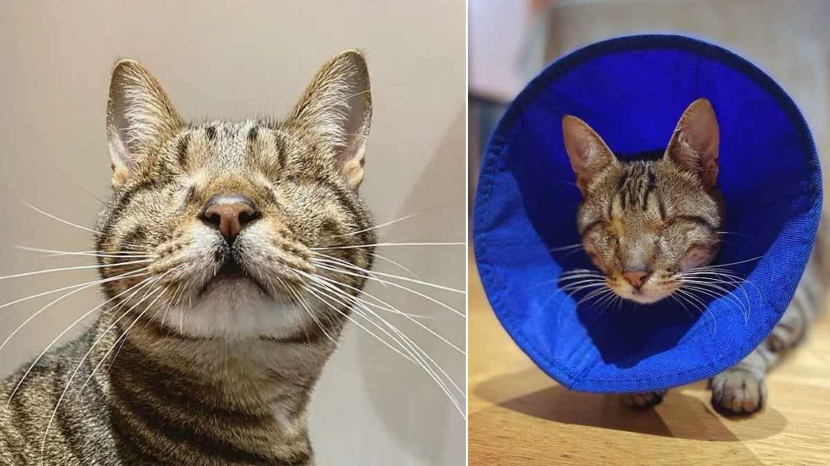A blind tabby cat in full frame and another image of the cat wearing a blue cone.