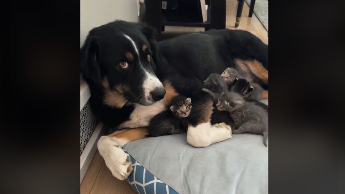 A black dog curled up with six kittens.
