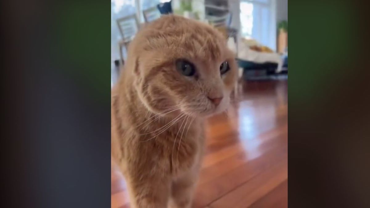 A ginger tabby without ears.
