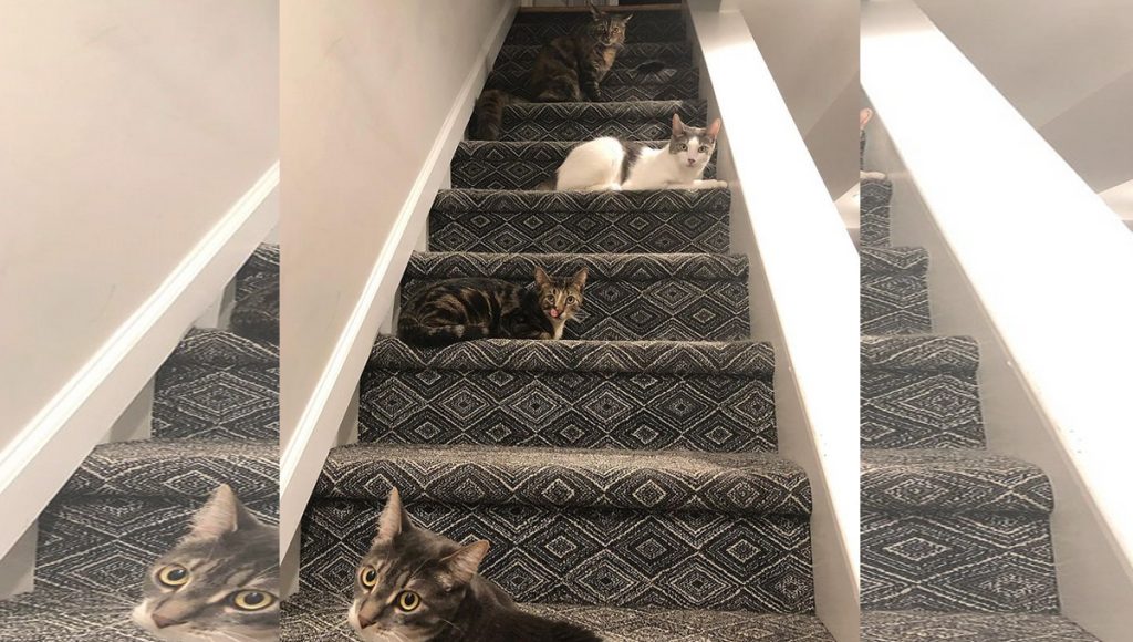 Four cats lying on different steps of a staircase. 