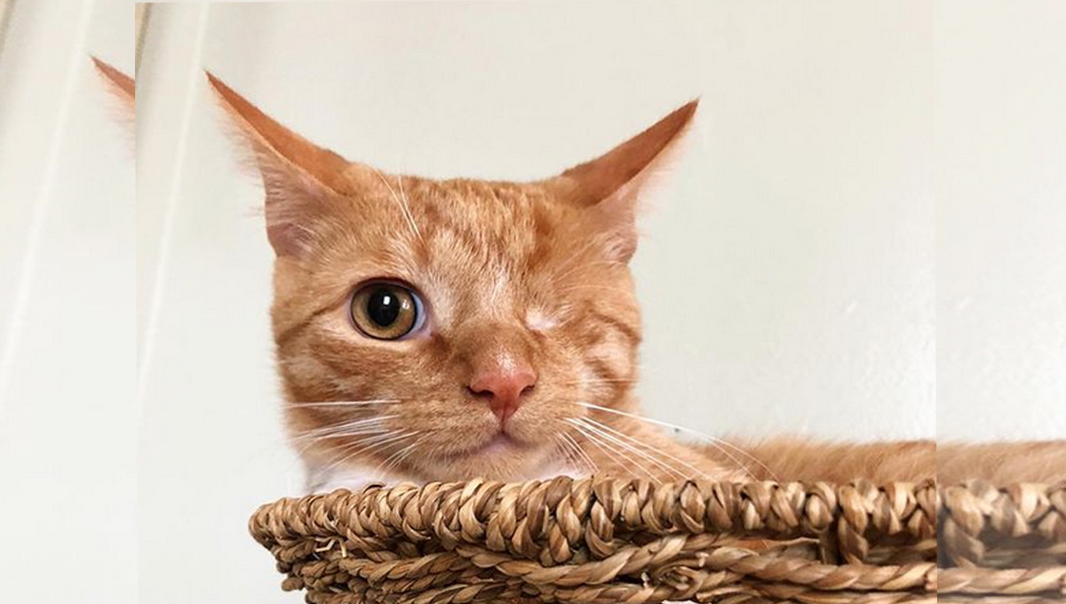 A ginger one-eyed cat.