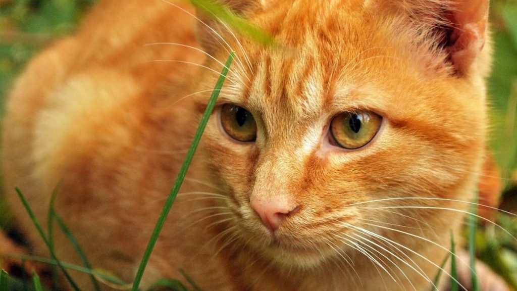 A ginger cat sitting in the grass.