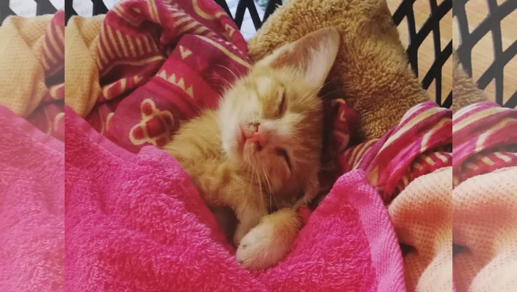 A ginger kitten snuggled in a pink towel.