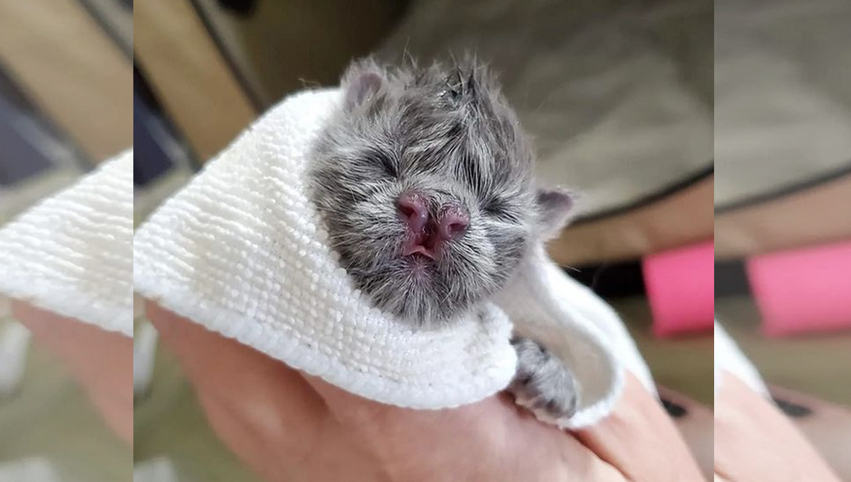 Gray kitten with cleft nose.