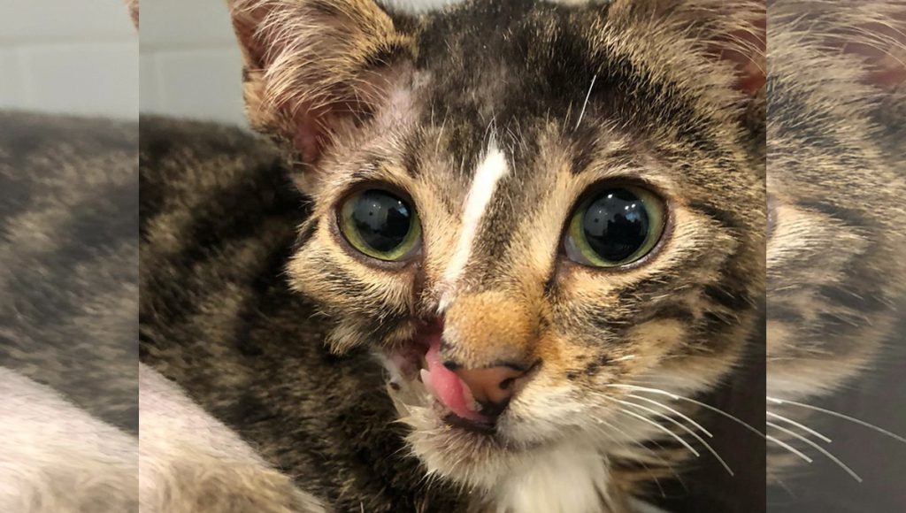 Wide-eyed brown tabby kitten with the bottom of his upper right maxilla gone from an injury. 